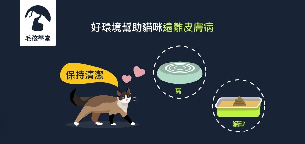 好的環境清潔可以幫助貓咪遠離80%的皮膚病 !? 跟著達人這樣做~